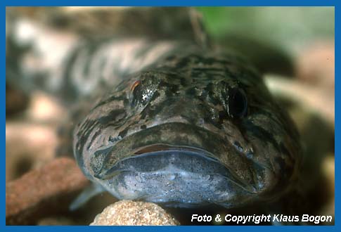 Portrt einer Groppe (Cottus gobio) auch Koppe genannt.