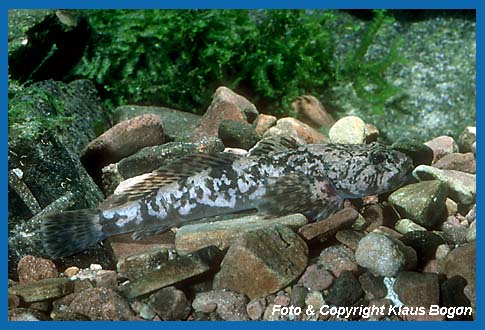 Portrt einer Groppe (Cottus gobio) auf Kiesgrund liegend.