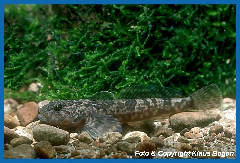 Groppe (Cottus gobio) auch Koppe genannt.