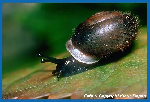 Maskenschnecke Isognomostoma isognomostoma