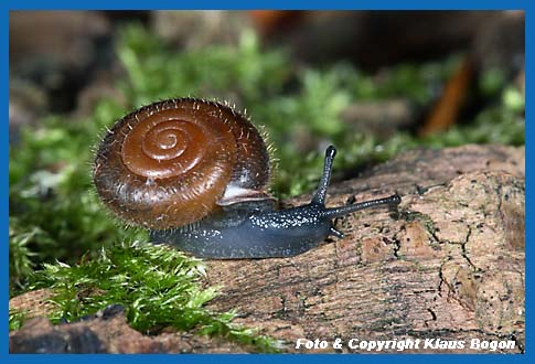 Maskenschnecke Isognomostoma isognomostoma