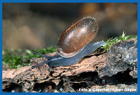 Maskenschnecke Isognomostoma isognomostoma