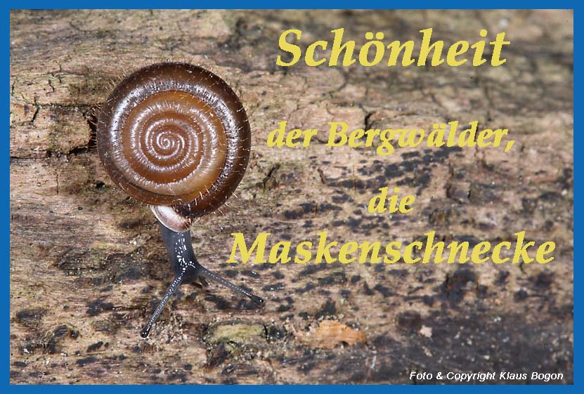 Maskenschnecke Isognomostoma isognomostoma