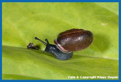 Maskenschnecke Isognomostoma isognomostoma