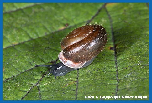 Maskenschnecke Isognomostoma isognomostoma