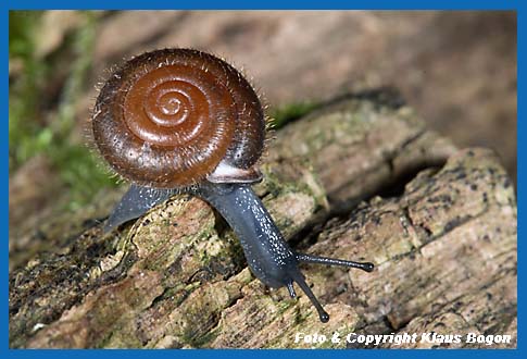 Maskenschnecke Isognomostoma isognomostoma