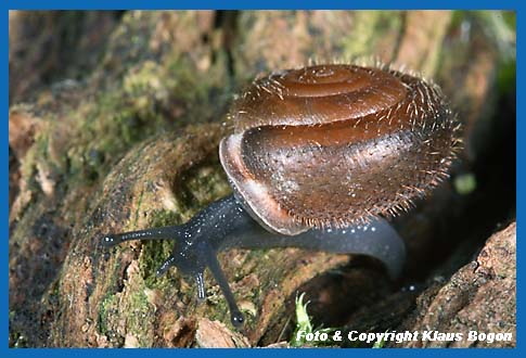 Maskenschnecke Isognomostoma isognomostoma