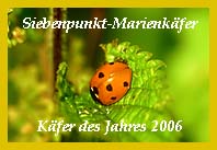 Siebenpunkt-Marienkfer