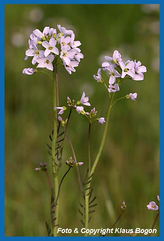 Bltendolten  des Wiesenschaumkrautes ( Cardamina pratensis)