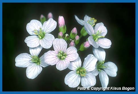 Frisch aufgeblhte Bltendolten  des Wiesenschaumkrautes ( Cardamina pratensis)