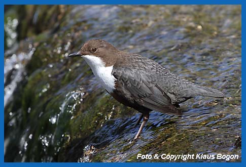 Wasseramsel (Cinclus cinclus) am Rand eines Wasserfalls sitzend.